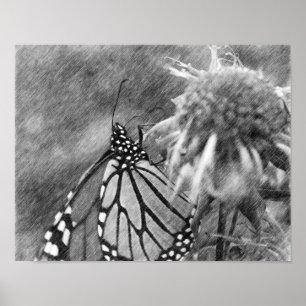 Monarch Papillon noir Poster d'art crayon noir