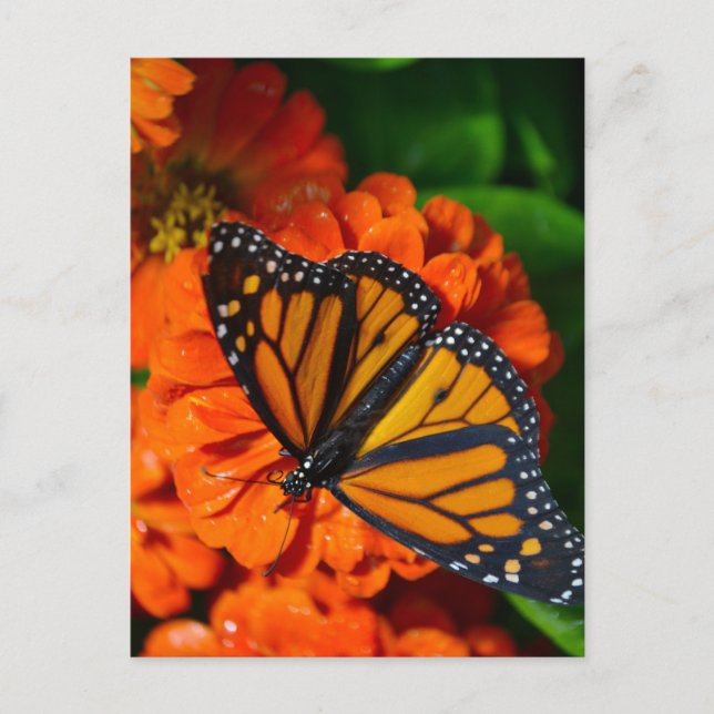 Monarch Postkarte (Vorderseite)