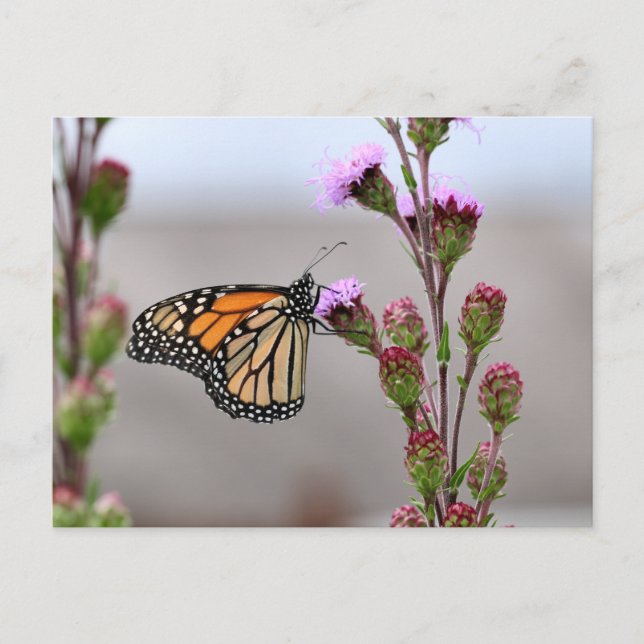 Monarch Postkarte (Vorderseite)