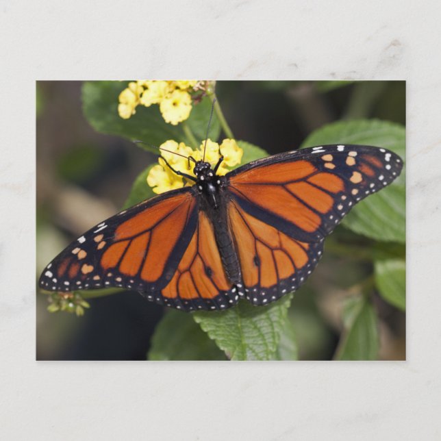 Monarch Postkarte (Vorderseite)