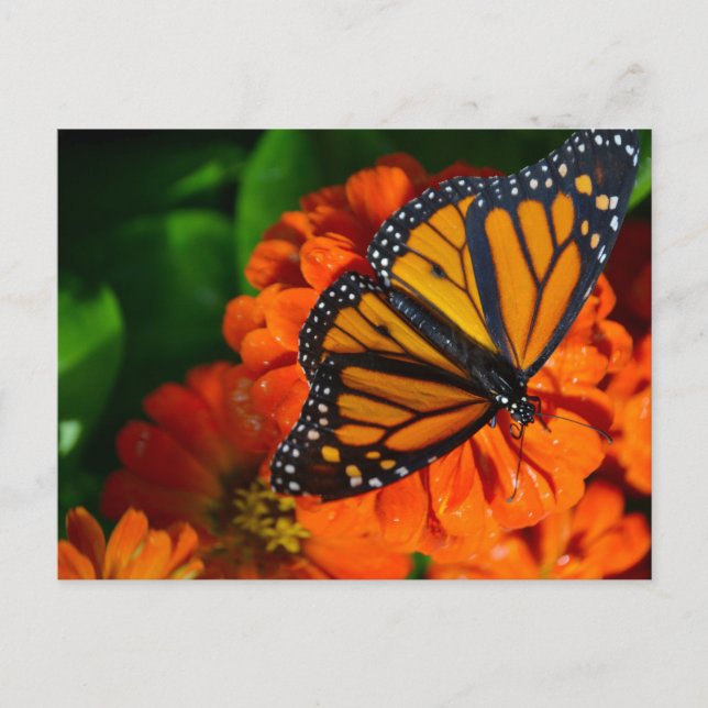 Monarch Postkarte (Vorderseite)