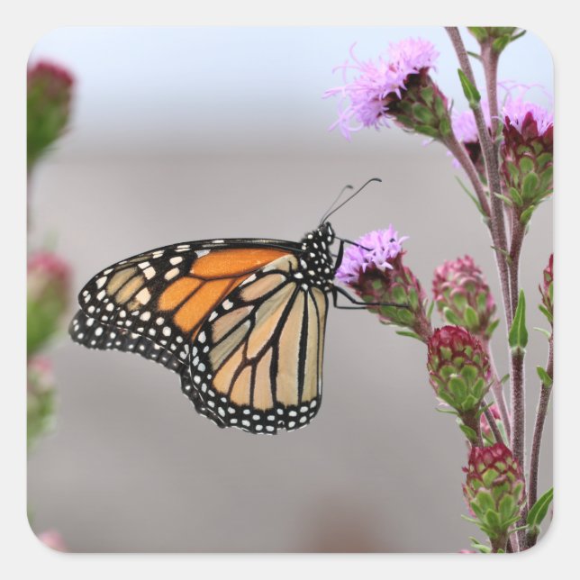 Monarch Quadratischer Aufkleber (Vorderseite)