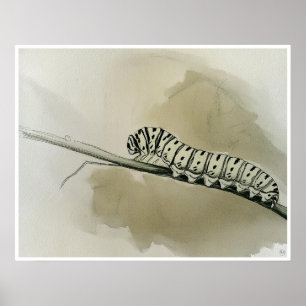 Monarch Raupe Art Print Poster