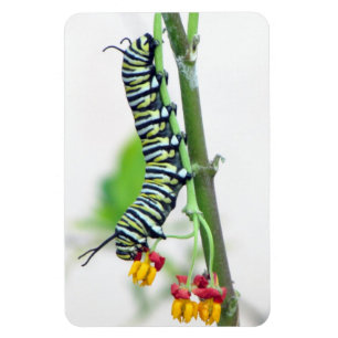 Monarch Raupe Flexible Magnet