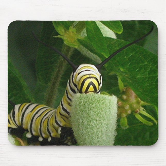 MONARCH-RAUPE mousepad (Vorne)