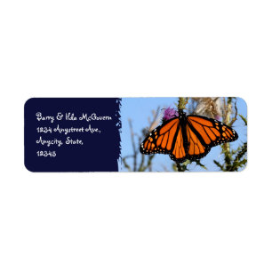 Monarch-Schmetterling auf den lila Disteln