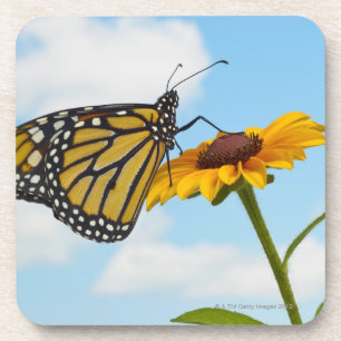Monarch-Schmetterling auf einer schwarzen mit Getränkeuntersetzer