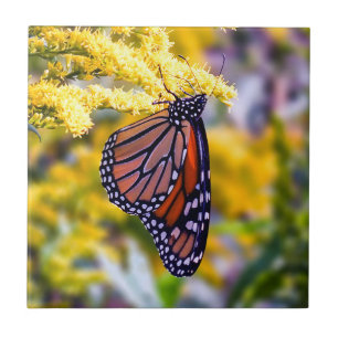 Monarch-Schmetterling auf Fliese