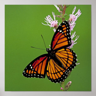 Monarch-Schmetterling und Blume auf grünem Poster