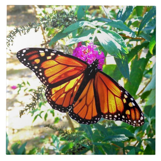 Monarch-Schmetterlings-dekorative Keramik-Fliese Fliese (Vorderseite)