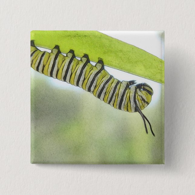 Monarch-Schmetterlings-Raupe, die einen Milkweed Button (Vorderseite)