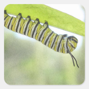 Monarch-Schmetterlings-Raupe, die einen Milkweed Quadratischer Aufkleber