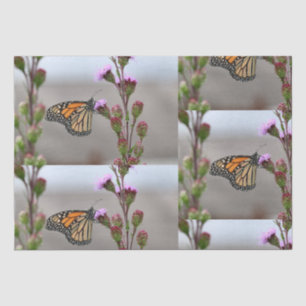 Monarch Seidenpapier