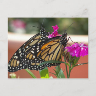 Monarch Twins #1-Postkarten Postkarte