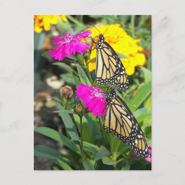 Monarch Twins #2-postcard Postkarte (Vorderseite)
