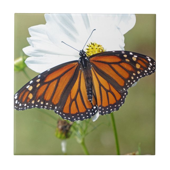 Monarch über den Kosmos Fliese (Vorderseite)