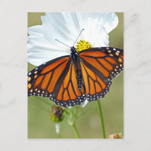 Monarch über den Kosmos Postkarte