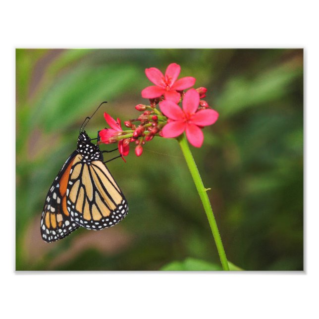 Monarch über Penta-Blume Fotodruck (Vorne)