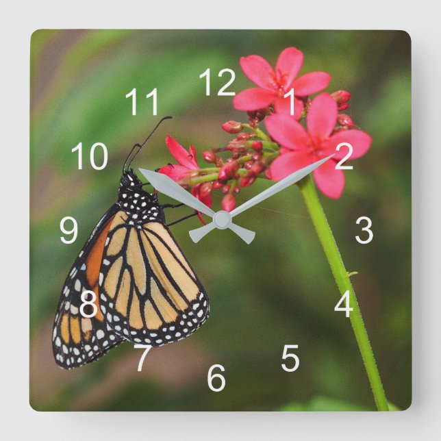 Monarch über Penta-Blume Quadratische Wanduhr (Vorderseite)