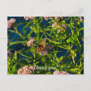 Monarch und Milkweed Danke, Postcard Postkarte