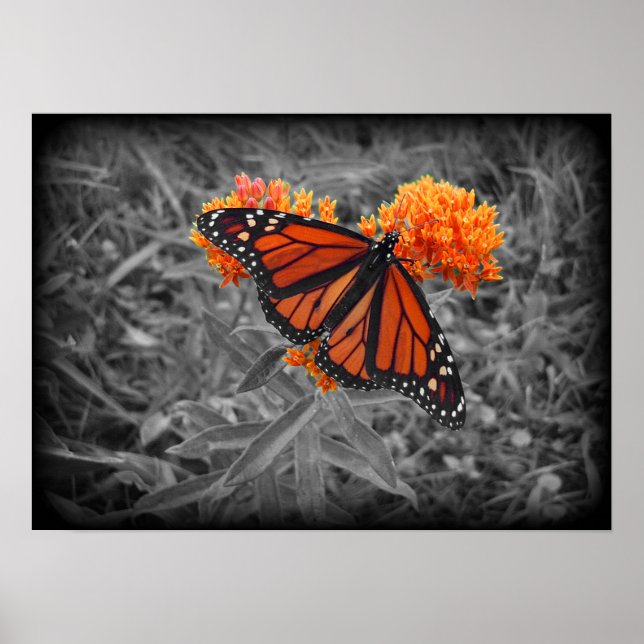 Monarch und Monochrome Poster (Vorne)