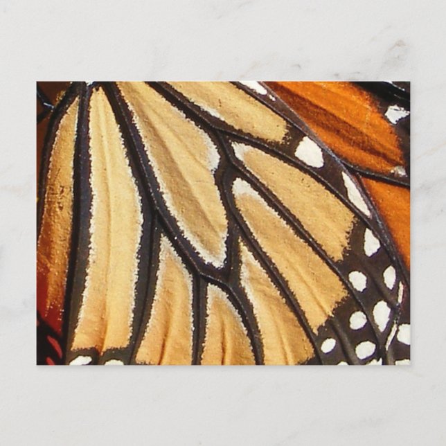 Monarch Wing ~ Postkarte (Vorderseite)