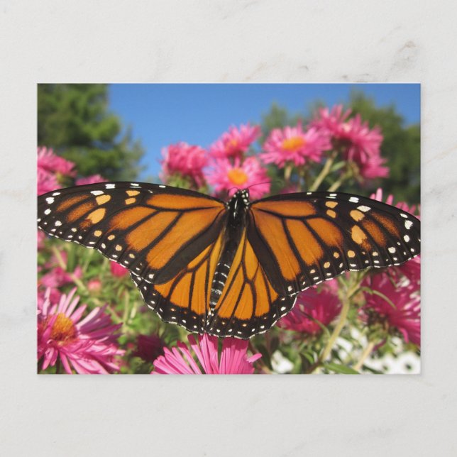 Monarch Wings - Schmetterling Postkarte (Vorderseite)
