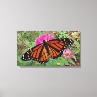 Monarch with Wings Outback on Pink Zinnia