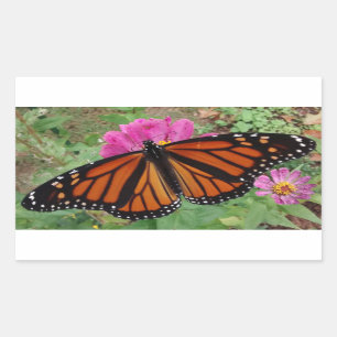 Monarch with Wings Outback on Pink Zinnia Rechteckiger Aufkleber