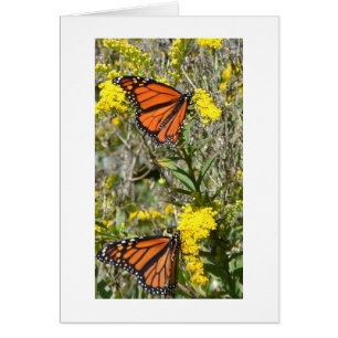 Monarchen auf Goldrute