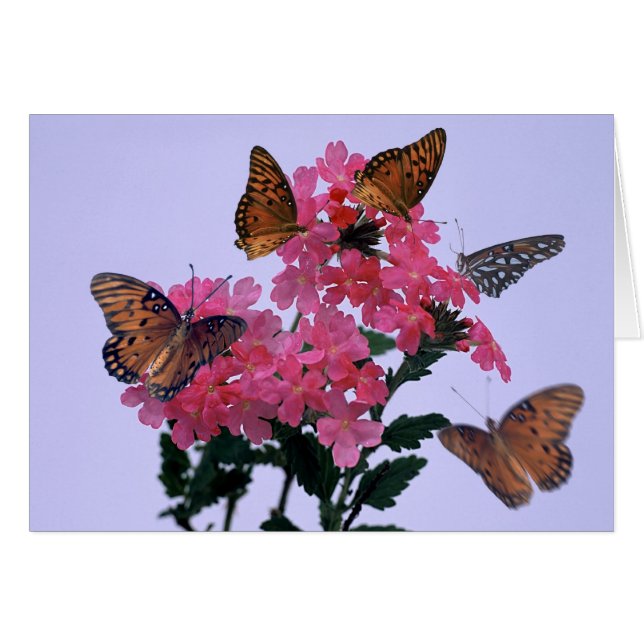 Monarchen und rosa Penta (Vorderseite (Horizontal))