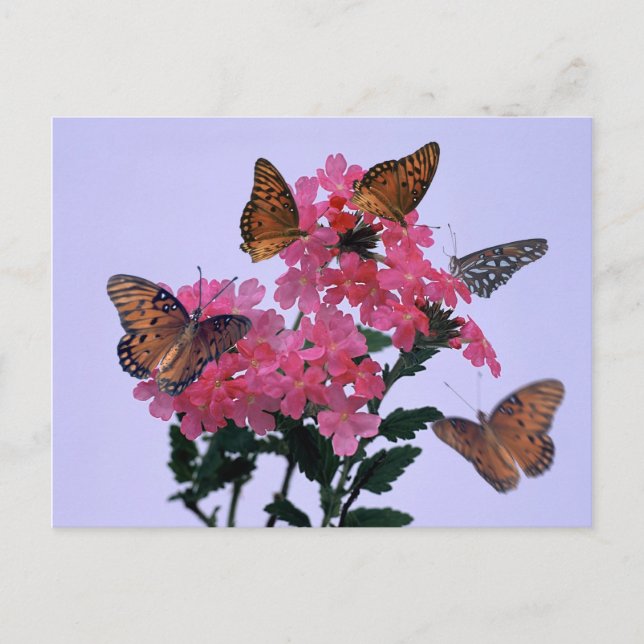 Monarchen und rosa Penta Postkarte (Vorderseite)
