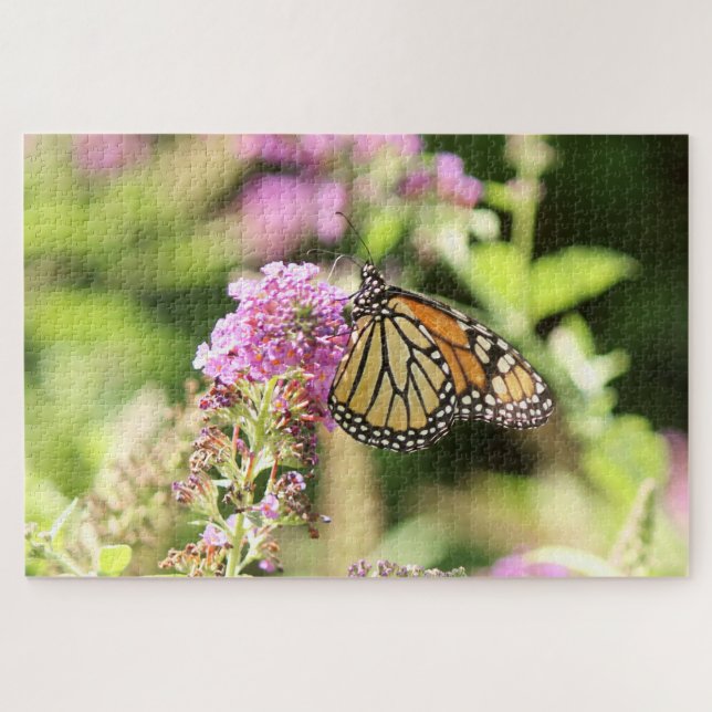 Monarchfalter (Horizontal)