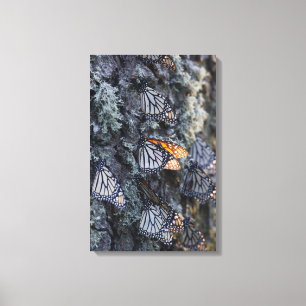 Monarchfalter auf Kiefer, Sierra Chincua 2 Leinwanddruck