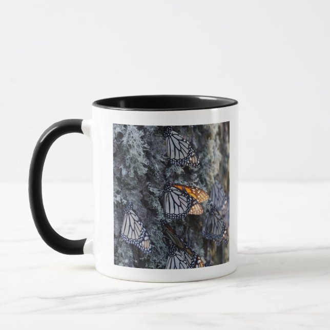Monarchfalter auf Kiefer, Sierra Chincua 2 Tasse (Links)