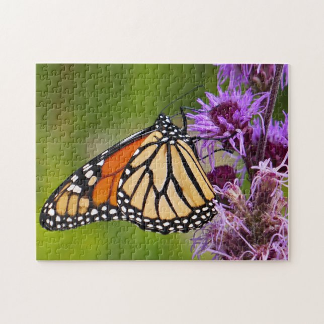 Monarchfalter auf Liatris (Horizontal)