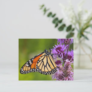 Monarchfalter auf Liatris Postkarte