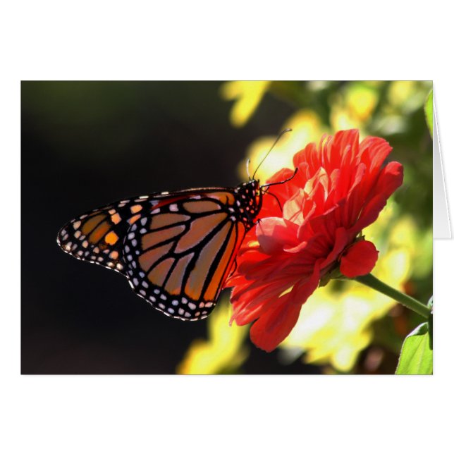 Monarchfalter auf rotem Zinnia (Vorderseite (Horizontal))