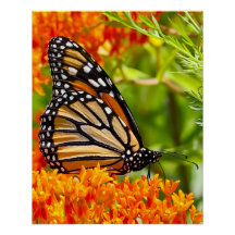Monarchfalter auf Schmetterlingsflieder