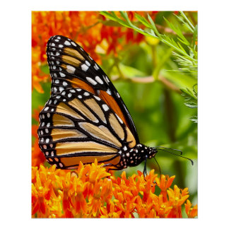 Monarchfalter auf Schmetterlingsflieder Poster