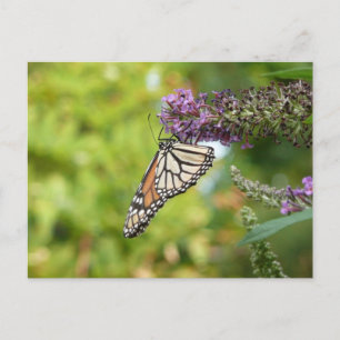 Monarchfalter auf violettem Schmetterlingsflieder Postkarte