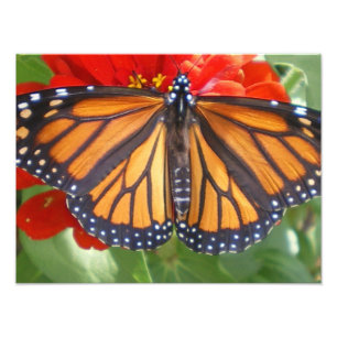 Monarchfalter auf Zinnia Fotodruck