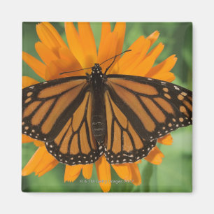 Monarchfalter (Danaus plexippus) auf Topf Magnet