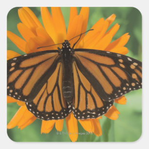 Monarchfalter (Danaus plexippus) auf Topf Quadratischer Aufkleber