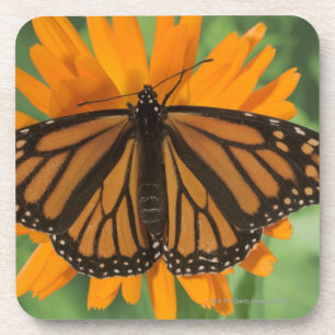 Monarchfalter (Danaus plexippus) auf Topf Untersetzer