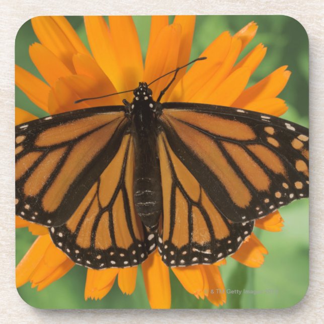 Monarchfalter (Danaus plexippus) auf Topf Untersetzer (Vorderseite)