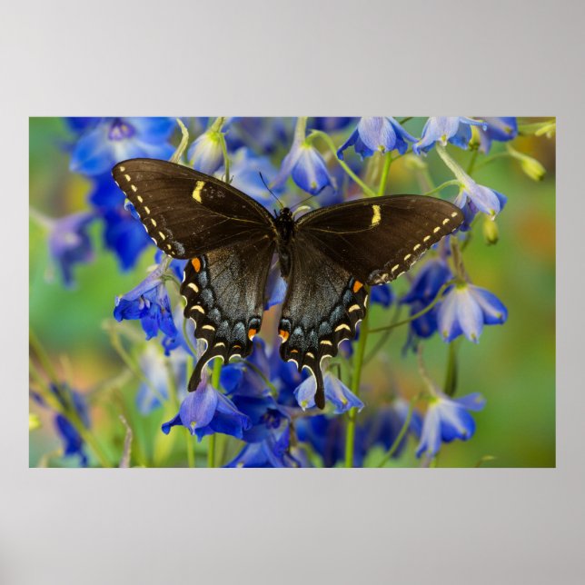 Monarchfalter | Danaus Plexippus Poster (Vorne)