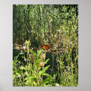 Monarchfalter-Foto-Poster Poster