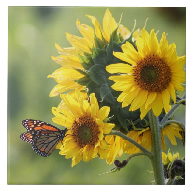 Monarchfalter-gelbe Sonnenblume-Fliese Fliese (Vorderseite)