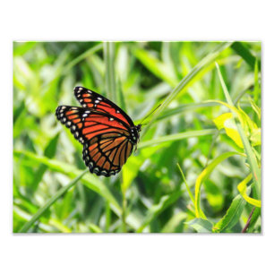 Monarchfalter im Flug Fotodruck